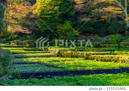 【静岡県】伊豆・筏場のワサビ田 紅葉期 【静岡県】伊豆・筏場のワサビ田 紅葉期 133531868