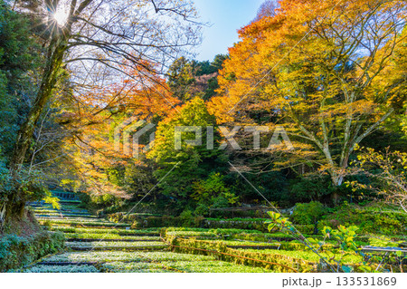 【静岡県】伊豆・筏場のワサビ田　紅葉期 133531869