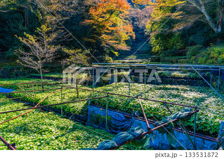 【静岡県】伊豆・筏場のワサビ田　紅葉期 133531872
