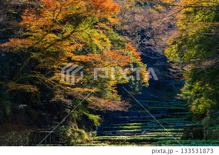 【静岡県】伊豆・筏場のワサビ田　紅葉期 133531873