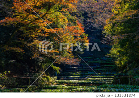 【静岡県】伊豆・筏場のワサビ田　紅葉期 133531874