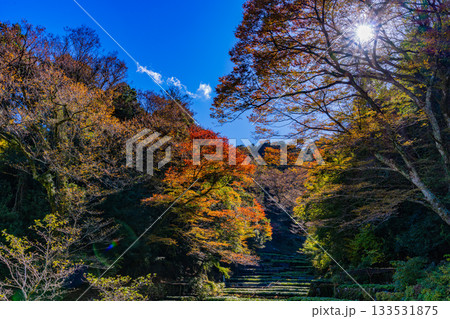 【静岡県】伊豆・筏場のワサビ田 紅葉期 【静岡県】伊豆・筏場のワサビ田 紅葉期 133531875