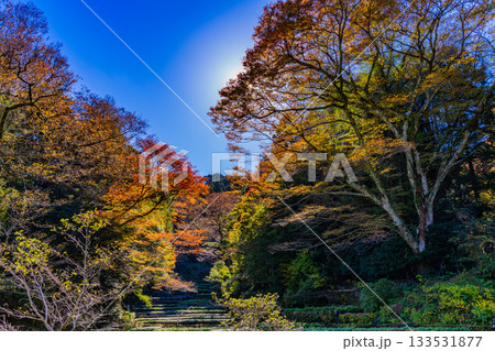 【静岡県】伊豆・筏場のワサビ田　紅葉期 133531877