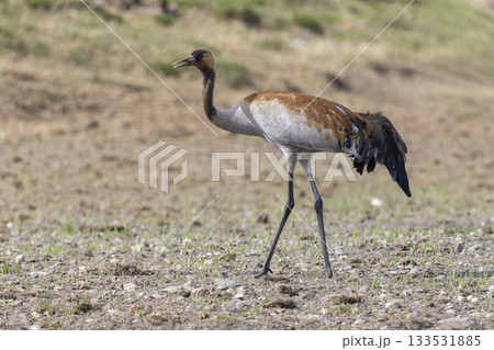 Common crane walks gracefully in Fokstumyra Nature Reserve, Dovrefjell, Norway during daylight hours 133531885