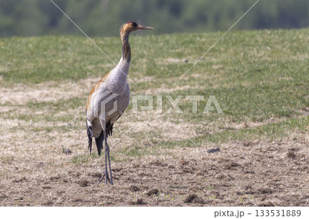 Common crane stands gracefully in Fokstumyra Nature Reserve during a sunny day in Dovrefjell, Norway 133531889