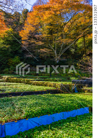 【静岡県】伊豆・筏場のワサビ田 紅葉期 【静岡県】伊豆・筏場のワサビ田 紅葉期 133531907