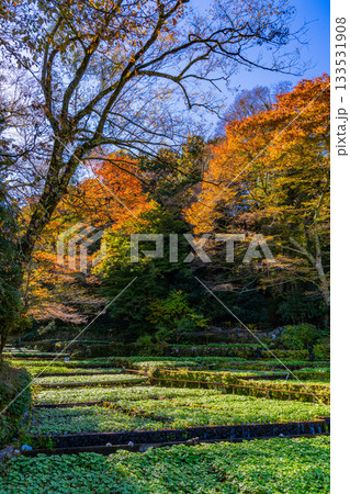 【静岡県】伊豆・筏場のワサビ田　紅葉期 133531908