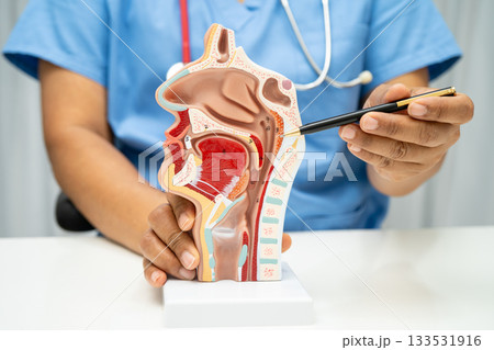 Asian doctor with nasal oral throat cavity neck human anatomy model for study diagnosis and treatment in hospital. 133531916