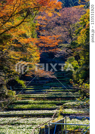 【静岡県】伊豆・筏場のワサビ田　紅葉期 133531920