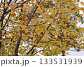 紅葉した葉 133531939