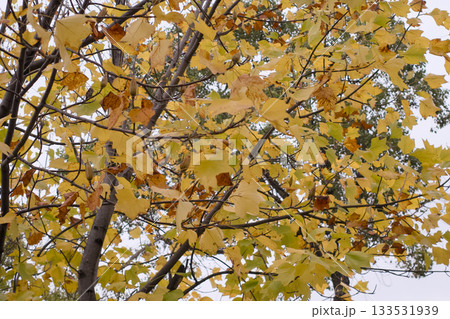 紅葉した葉 紅葉した葉 133531939