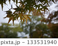 秋の陽に照らされた紅葉の葉 133531940