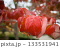 紅葉したハナミズキ 133531941