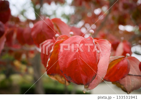 紅葉したハナミズキ 紅葉したハナミズキ 133531941