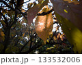 紅葉した葉に差す陽光 133532006