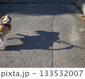 日の当たる公園で散歩するビーグルの影 133532007