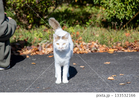 白黒ぶちのネコ 133532166