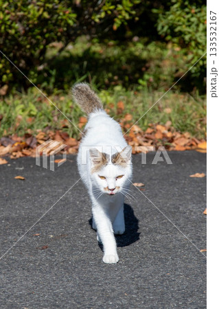 白黒ぶちのネコ 133532167