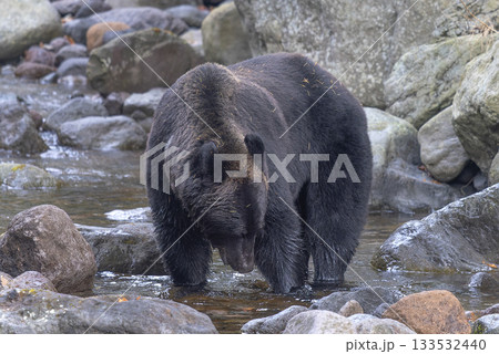 筋肉質なヒグマ 133532440