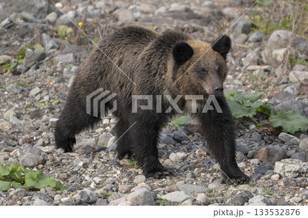 川に向かう若いヒグマ 133532876