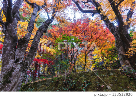 251118城山公園z001 133532920