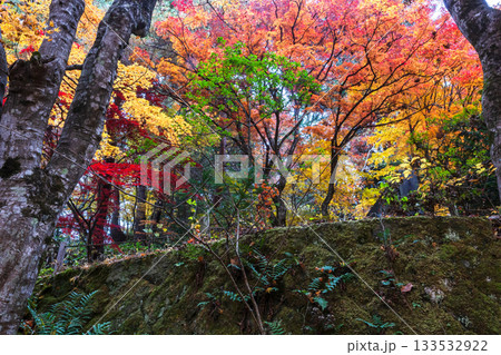 251118城山公園z004 251118城山公園z004 133532922