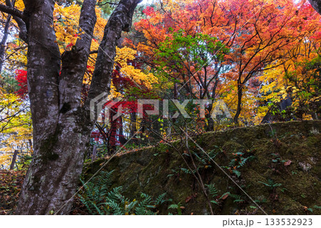 251118城山公園z005 251118城山公園z005 133532923