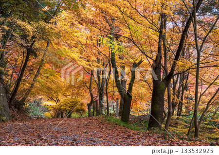 251118城山公園z008 251118城山公園z008 133532925