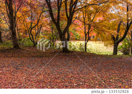 251118城山公園z015 133532928