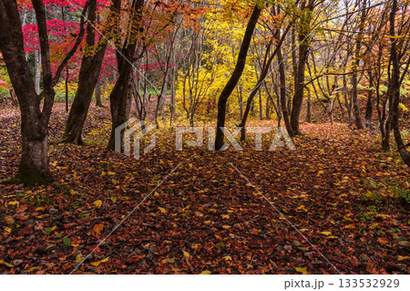 251118城山公園z016 133532929