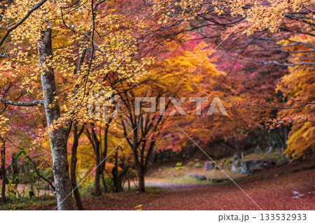 251118城山公園z028 133532933