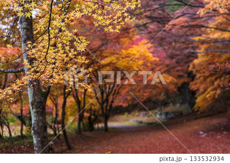 251118城山公園z030 133532934