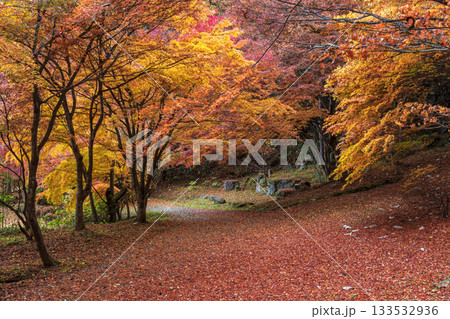 251118城山公園z043 133532936