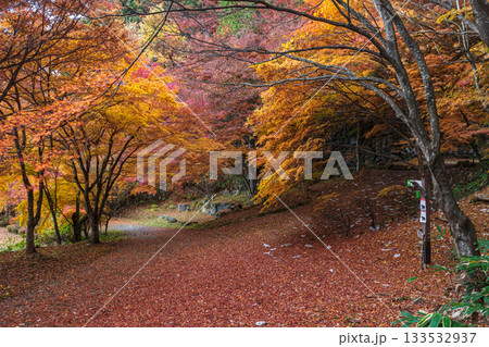 251118城山公園z046 133532937