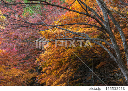 251118城山公園z049 133532938