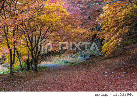 251118城山公園z053 133532940