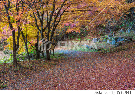 251118城山公園z055 133532941