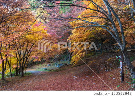 251118城山公園z056 133532942
