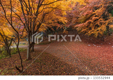 251118城山公園z061 251118城山公園z061 133532944