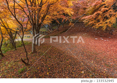 251118城山公園z062 133532945