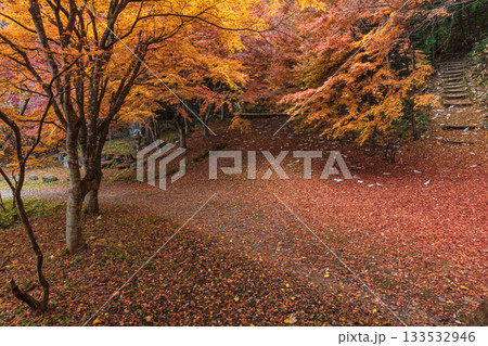 251118城山公園z064 133532946