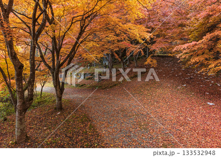 251118城山公園z070 133532948