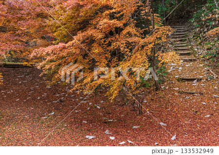 251118城山公園z072 251118城山公園z072 133532949