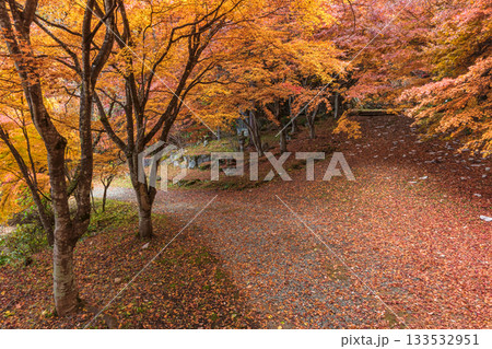 251118城山公園z079 133532951