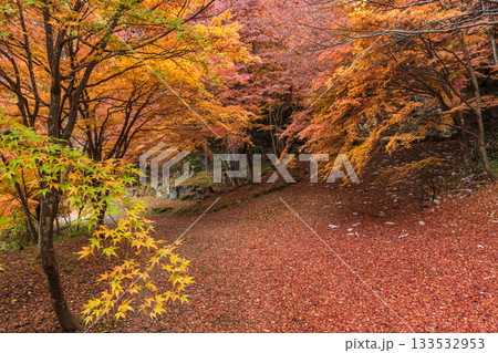 251118城山公園z084 133532953