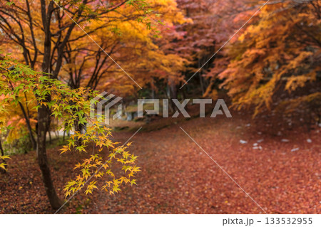 251118城山公園z090 133532955