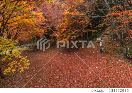 251118城山公園z091 133532956