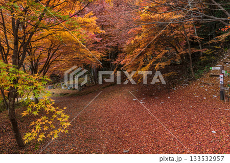 251118城山公園z093 251118城山公園z093 133532957