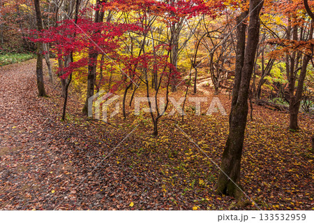 251118城山公園z107 251118城山公園z107 133532959