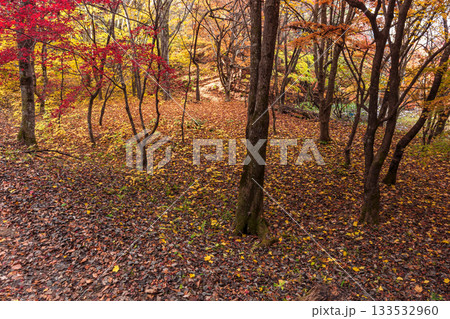 251118城山公園z109 251118城山公園z109 133532960